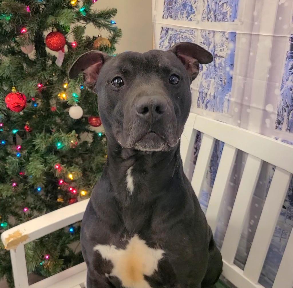 Enlarge Mars Yrly 398, a Adoptable Pit Bull Terrier in Sidney, OH image 3/4