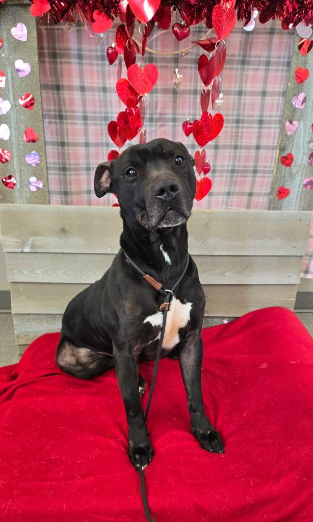 Enlarge Mars Yrly 398, a Adoptable Pit Bull Terrier in Sidney, OH image 5/5