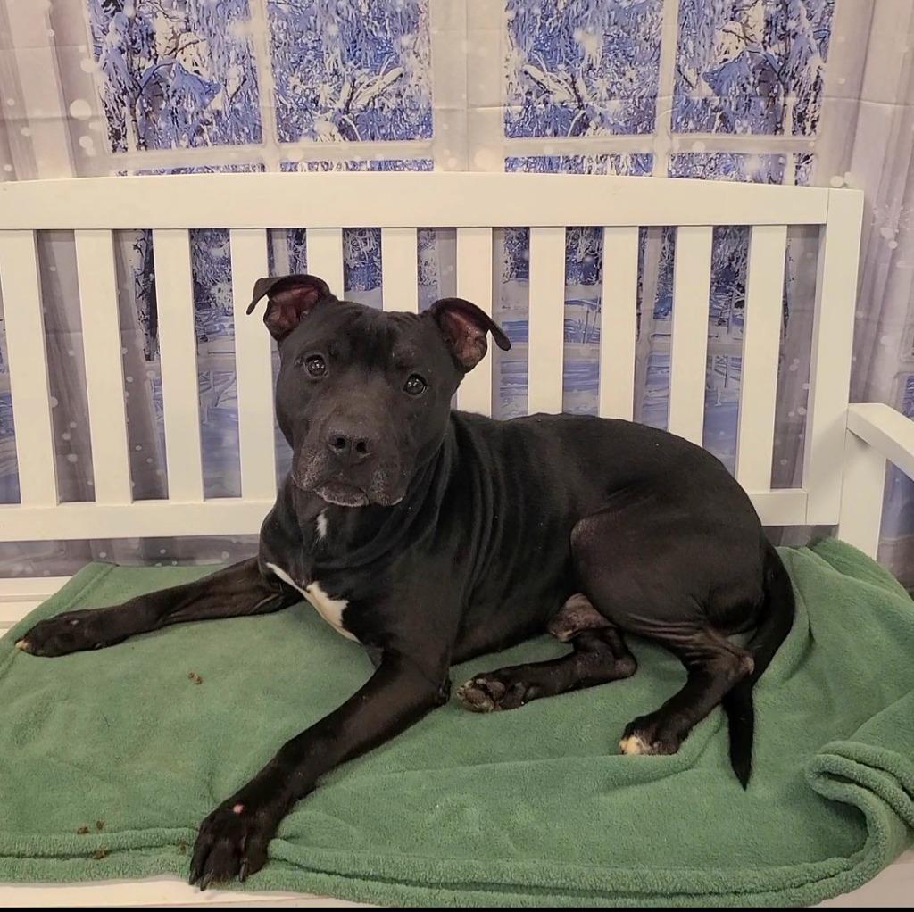 Enlarge Mars Yrly 398, a Adoptable Pit Bull Terrier in Sidney, OH image 4/4