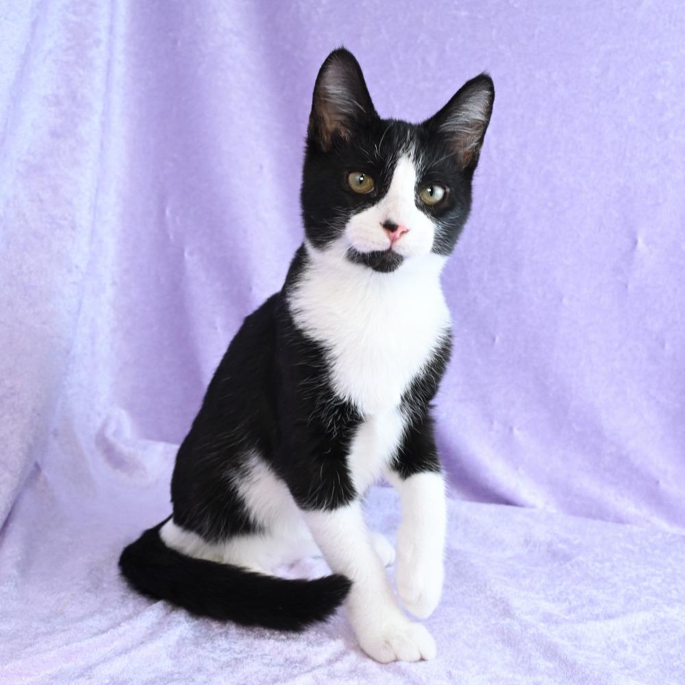 Enlarge Gator, a Adoptable Domestic Short Hair in Mobile, AL image 1/6