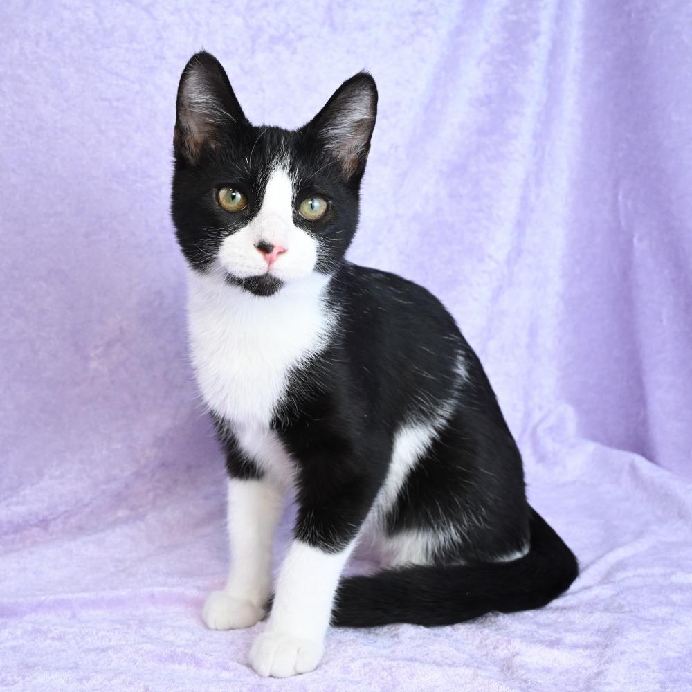 Enlarge Gator, a Adoptable Domestic Short Hair in Mobile, AL image 2/6