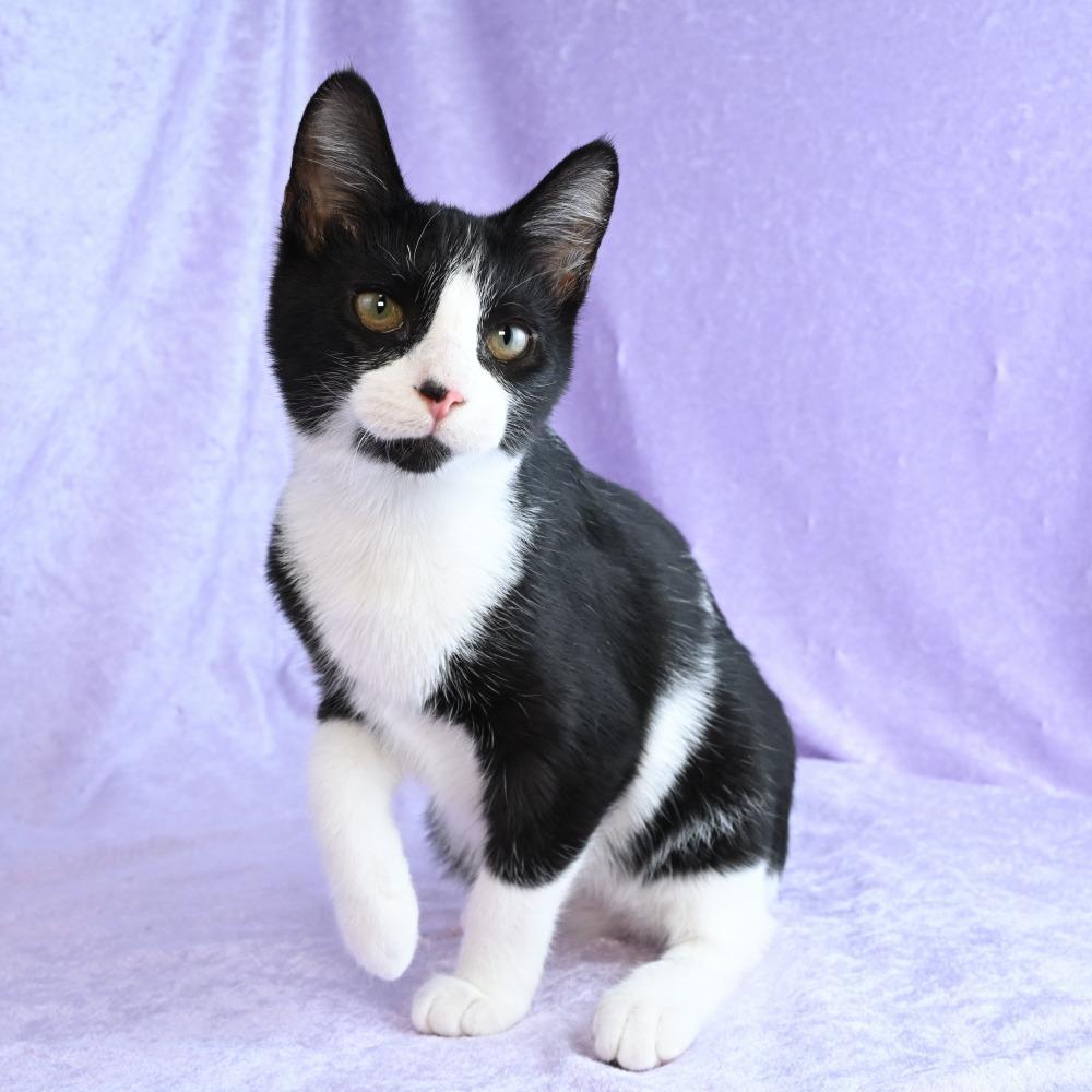 Enlarge Gator, a Adoptable Domestic Short Hair in Mobile, AL image 3/6