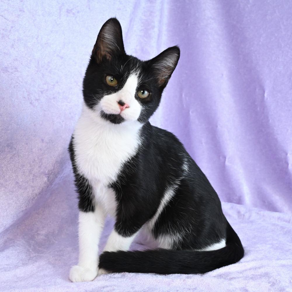 Enlarge Gator, a Adoptable Domestic Short Hair in Mobile, AL image 4/6