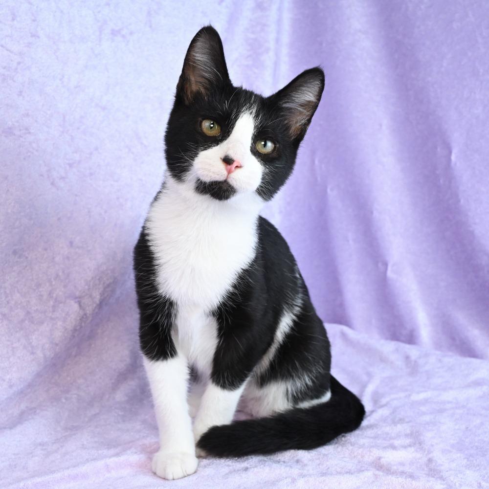 Enlarge Gator, a Adoptable Domestic Short Hair in Mobile, AL image 5/6