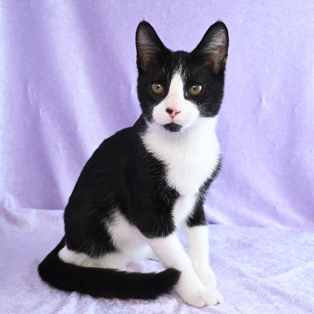 Enlarge Gator, a Adoptable Domestic Short Hair in Mobile, AL image 6/6