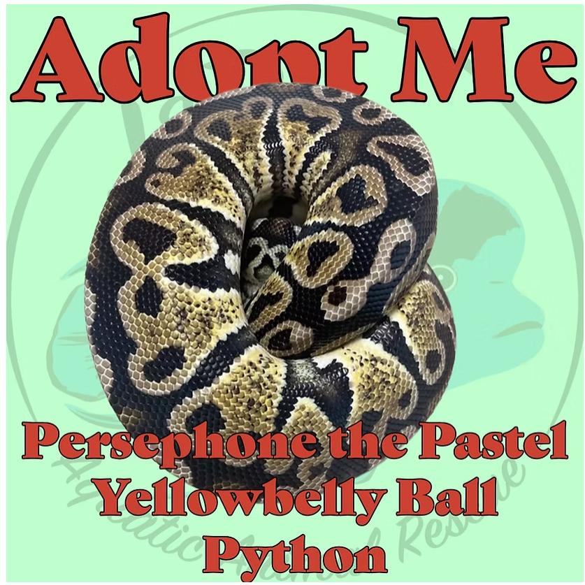 Persephone the Fancy Ball Python, Adoptable, Adult Unknown Ball Python.