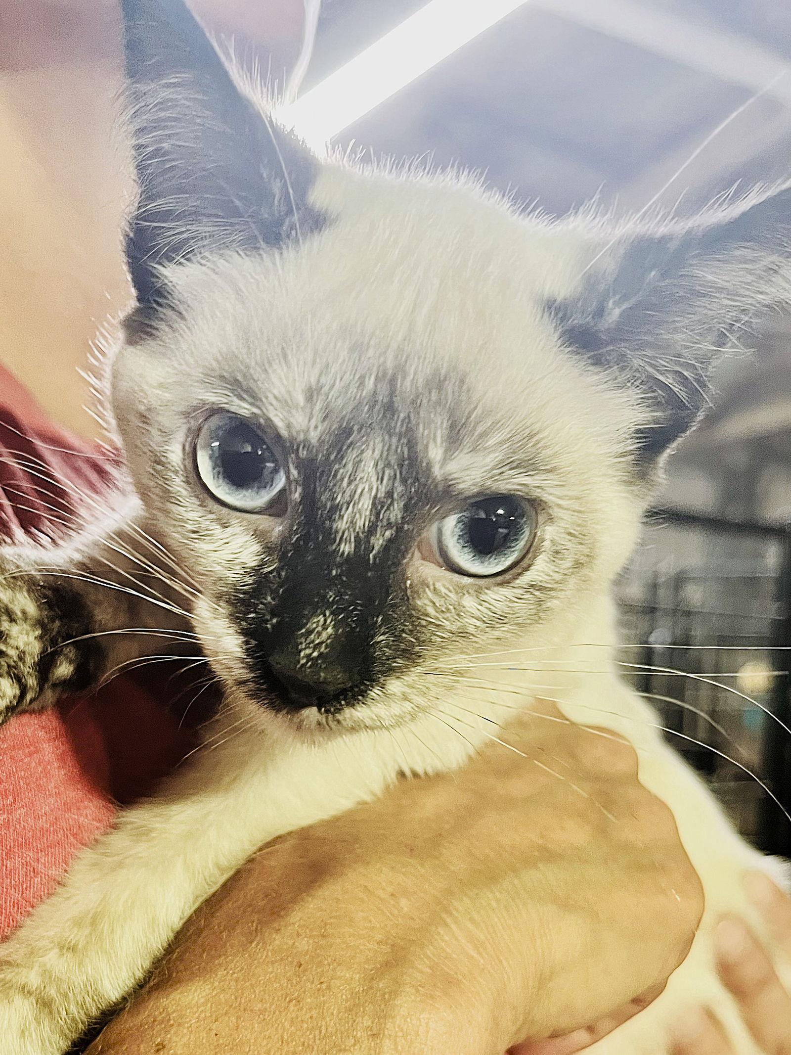 Pearl, Adopted, Kitten Female Domestic Medium Hair.