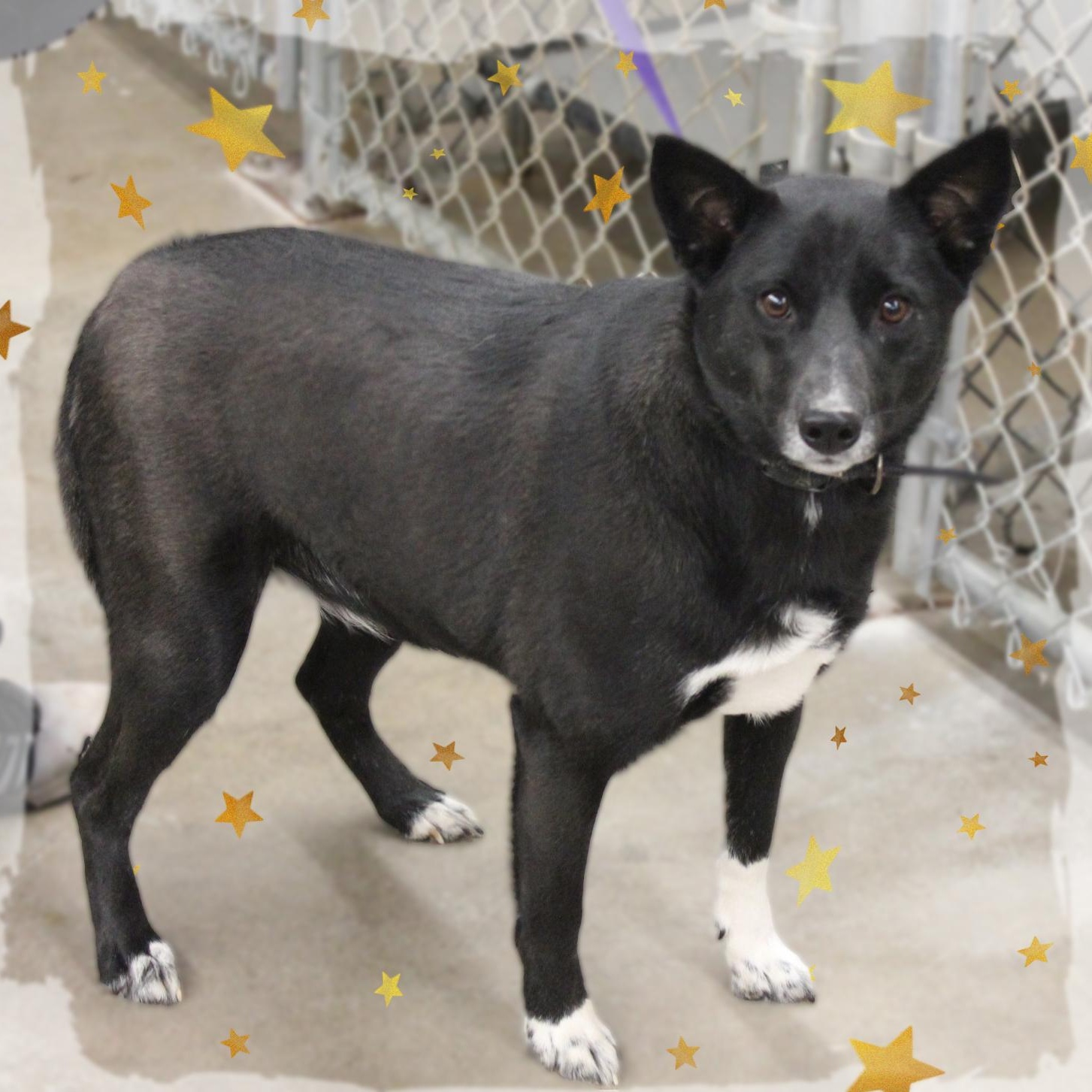 Enlarge Shiba, a ADOPTABLE Mixed Breed in Amelia, OH image 1/1