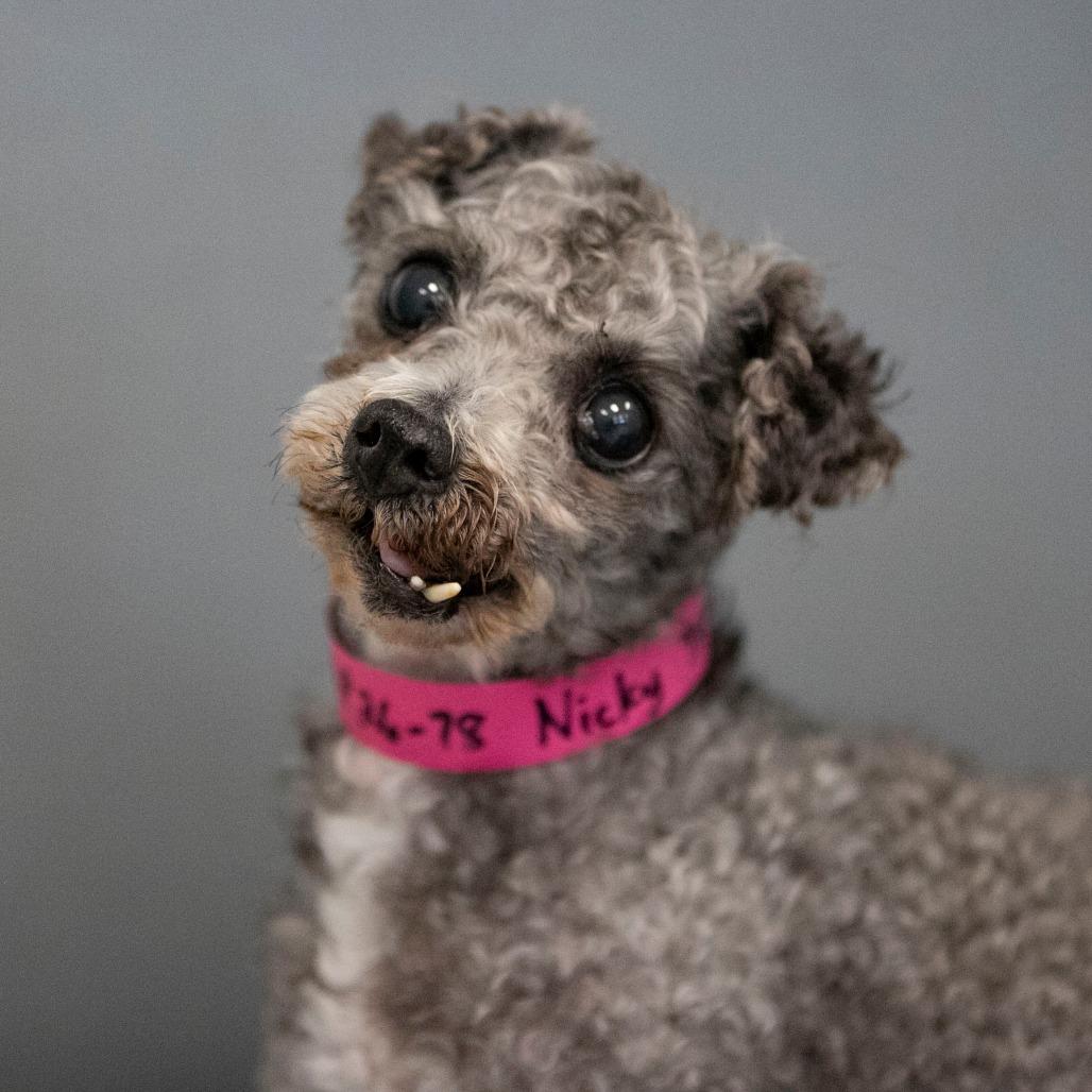 Enlarge Nicky (AP26-78), a Adoptable Miniature Poodle in Peyton, CO image 1/6