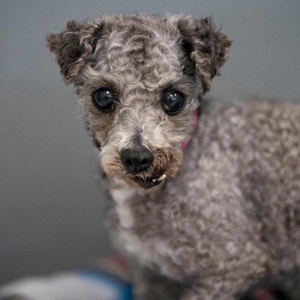 Enlarge Nicky (AP26-78), a Adoptable Miniature Poodle in Peyton, CO image 2/6