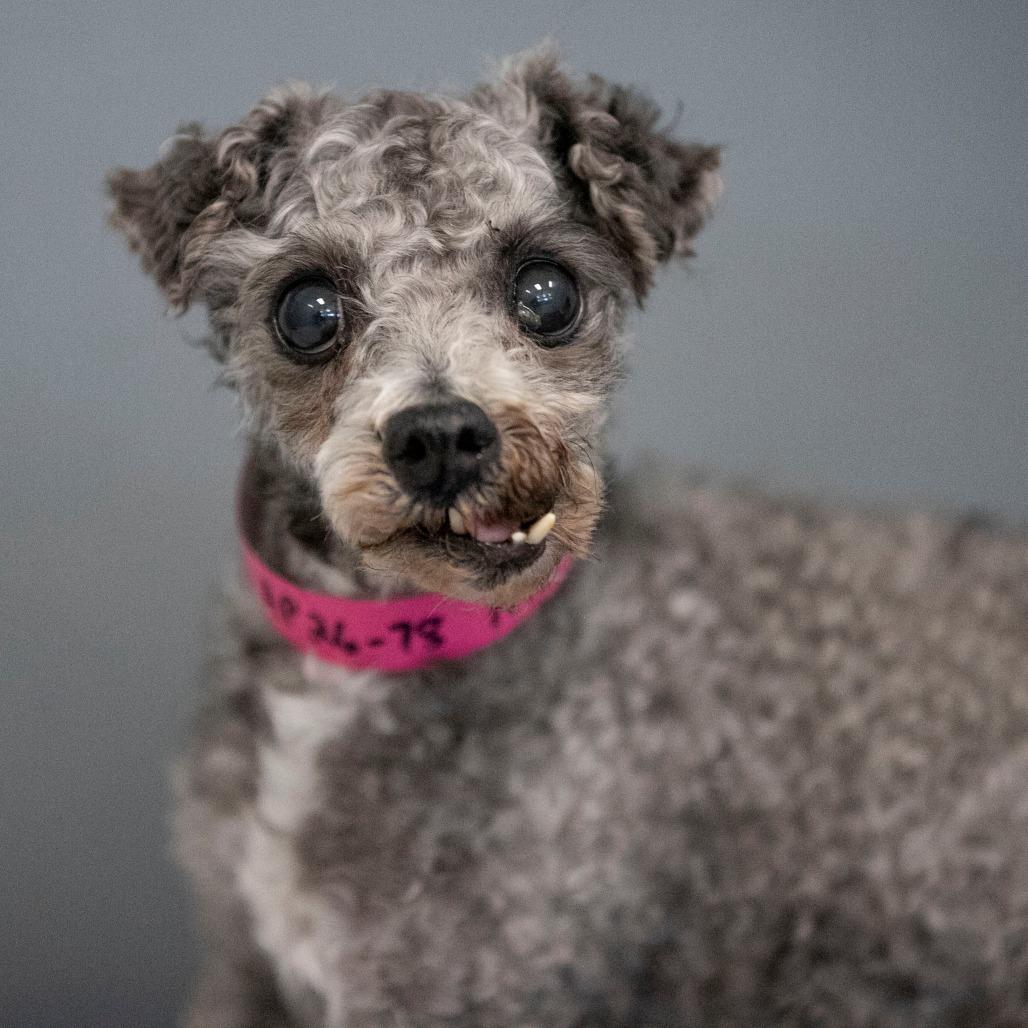Enlarge Nicky (AP26-78), a Adoptable Miniature Poodle in Peyton, CO image 3/6