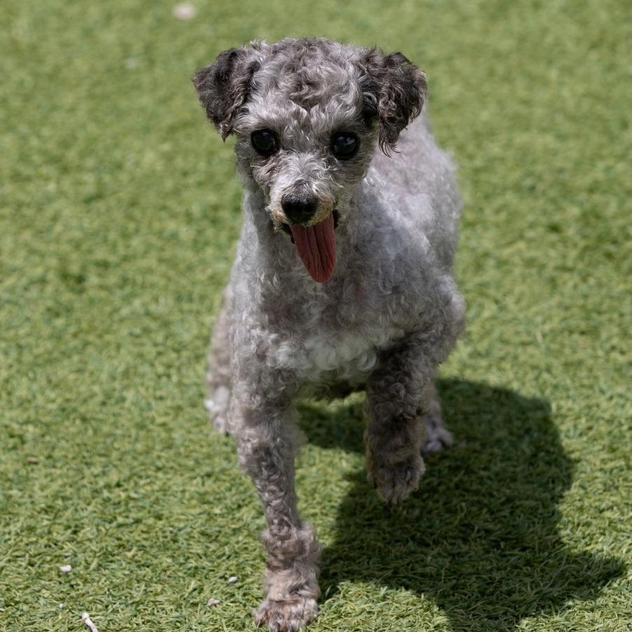 Enlarge Nicky (AP26-78), a Adoptable Miniature Poodle in Peyton, CO image 4/6