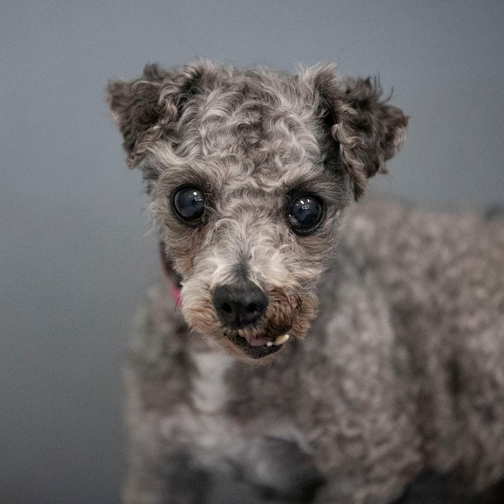 Enlarge Nicky (AP26-78), a Adoptable Miniature Poodle in Peyton, CO image 5/6