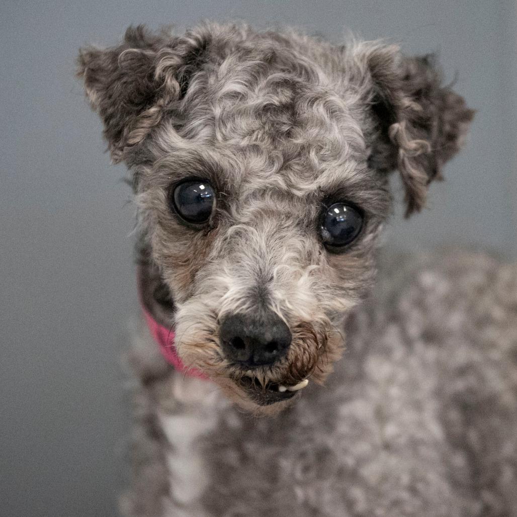 Enlarge Nicky (AP26-78), a Adoptable Miniature Poodle in Peyton, CO image 6/6