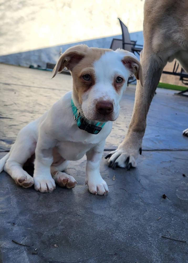 Enlarge Pearl Girl, a Adopted mixed breed in Pleasant Hill, CA image 1/6