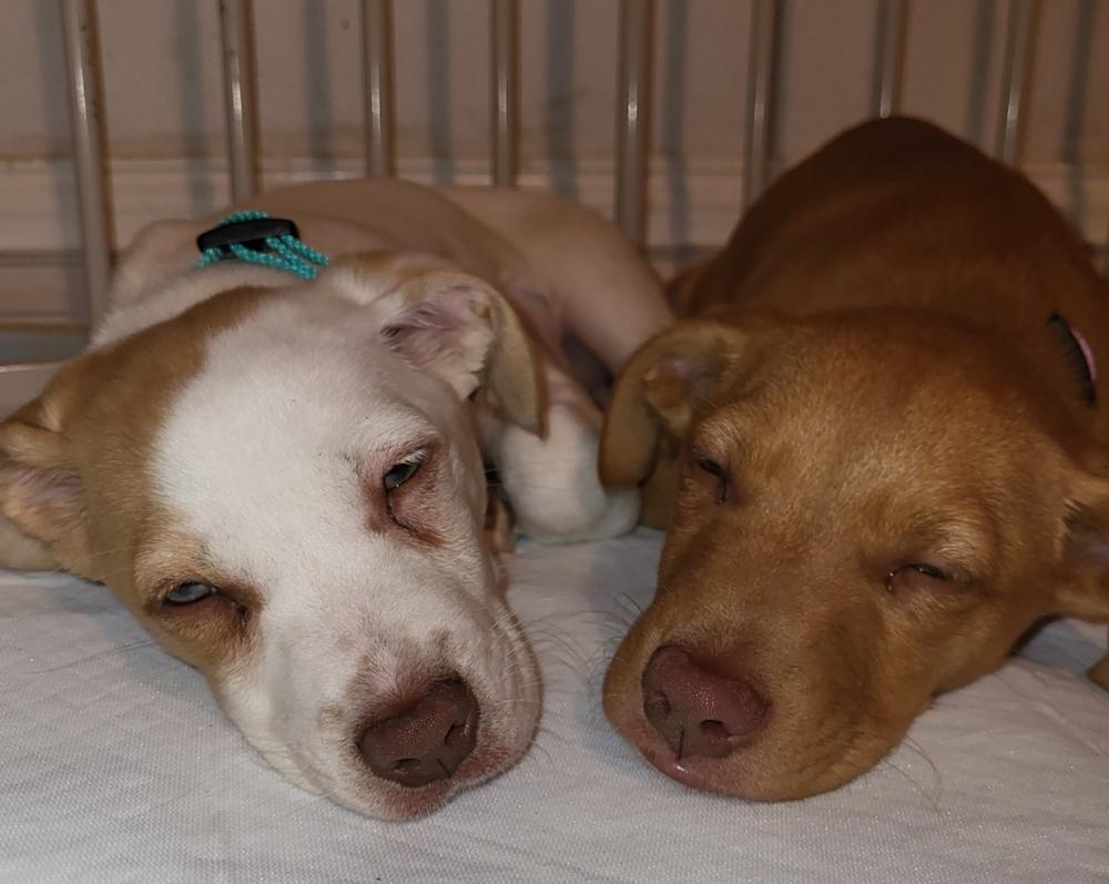 Enlarge Pearl Girl, a Adopted mixed breed in Pleasant Hill, CA image 2/6