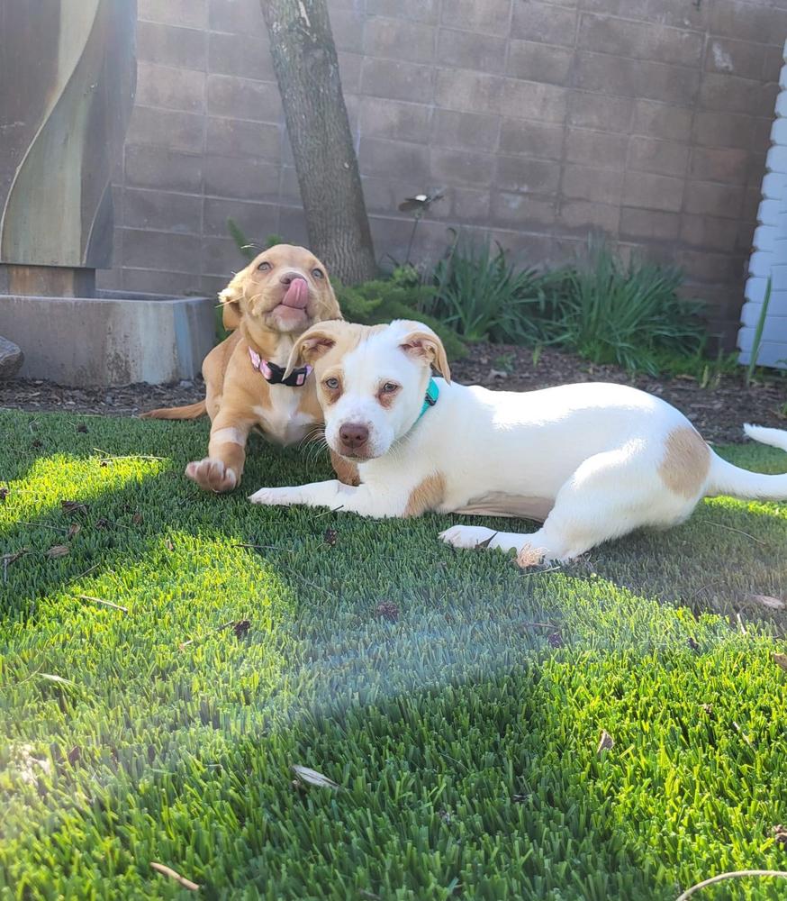 Enlarge Pearl Girl, a Adopted mixed breed in Pleasant Hill, CA image 5/6