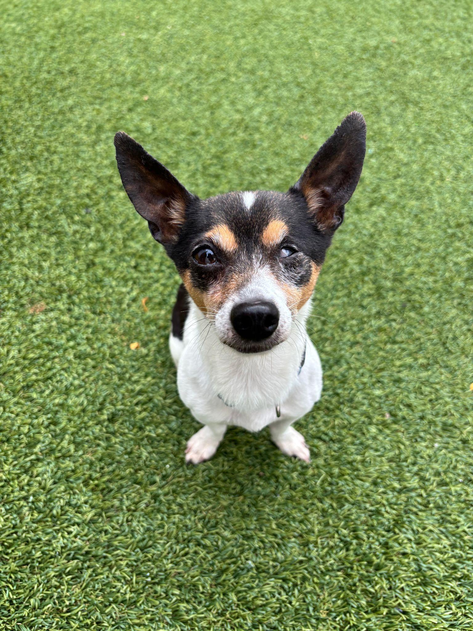 Ziggy, Adoptable, Senior Male Chihuahua.