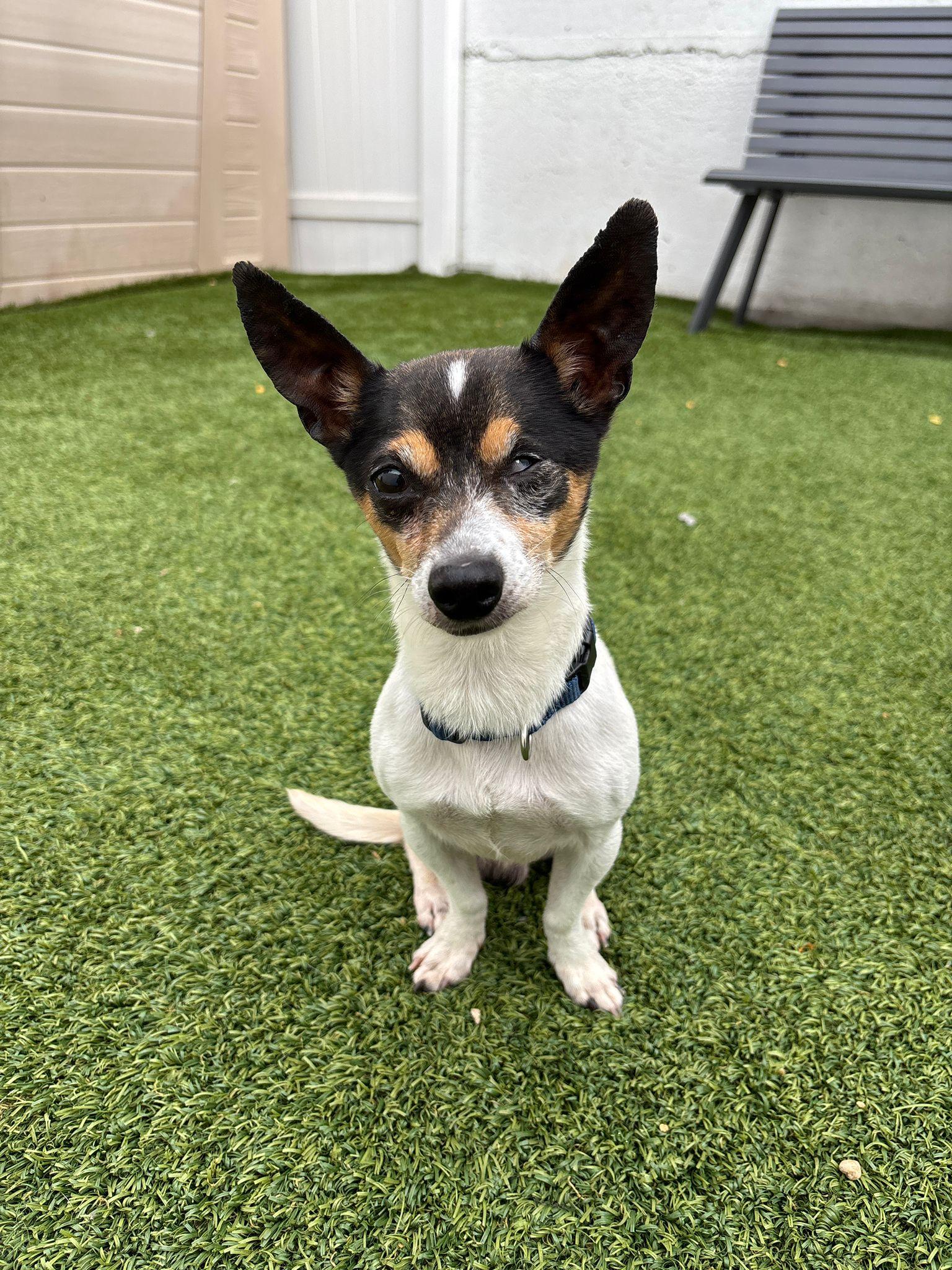Enlarge Ziggy, a Adoptable mixed breed in Brooklyn, NY image 2/4