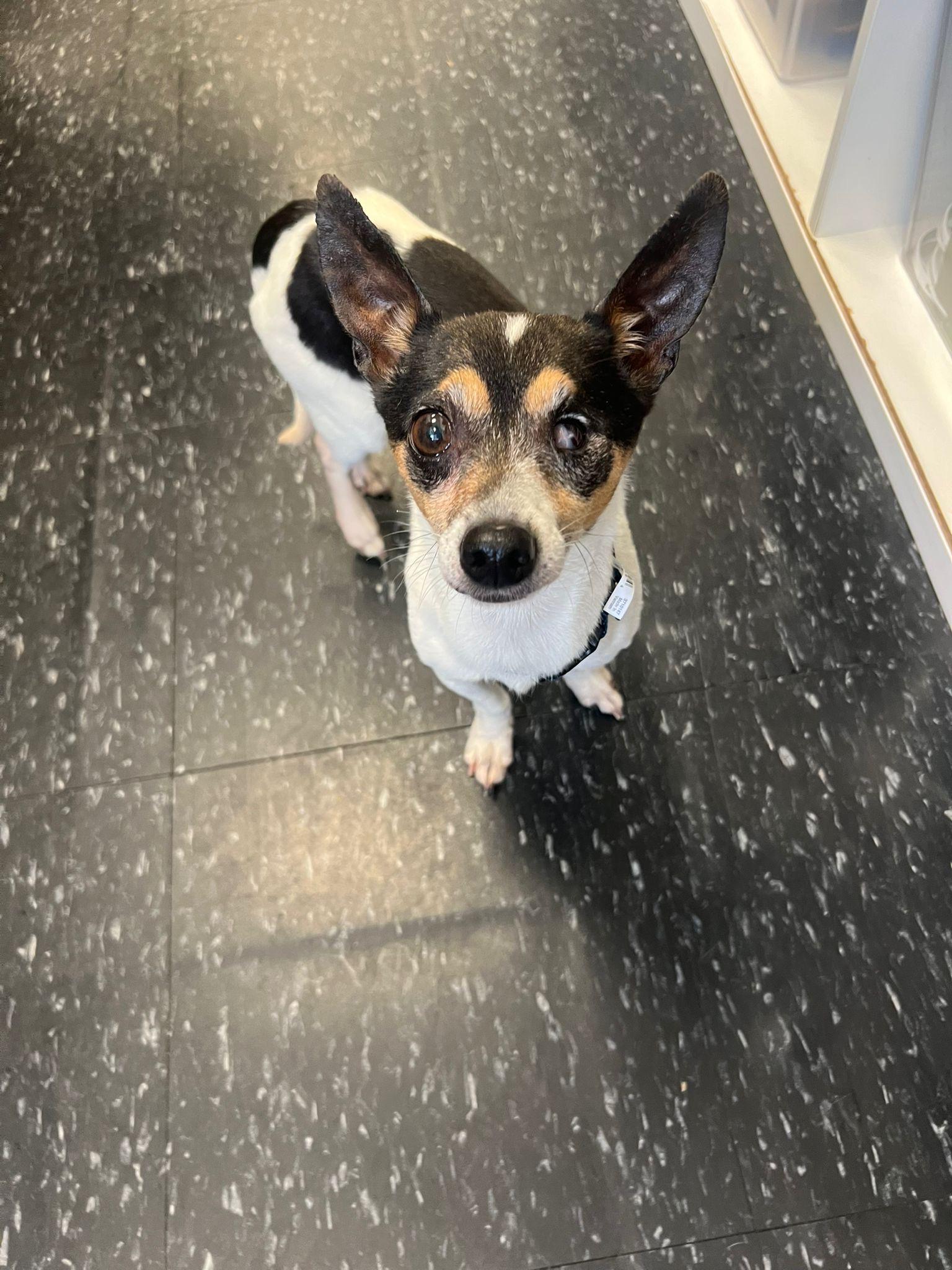 Enlarge Ziggy, a Adoptable mixed breed in Brooklyn, NY image 3/4