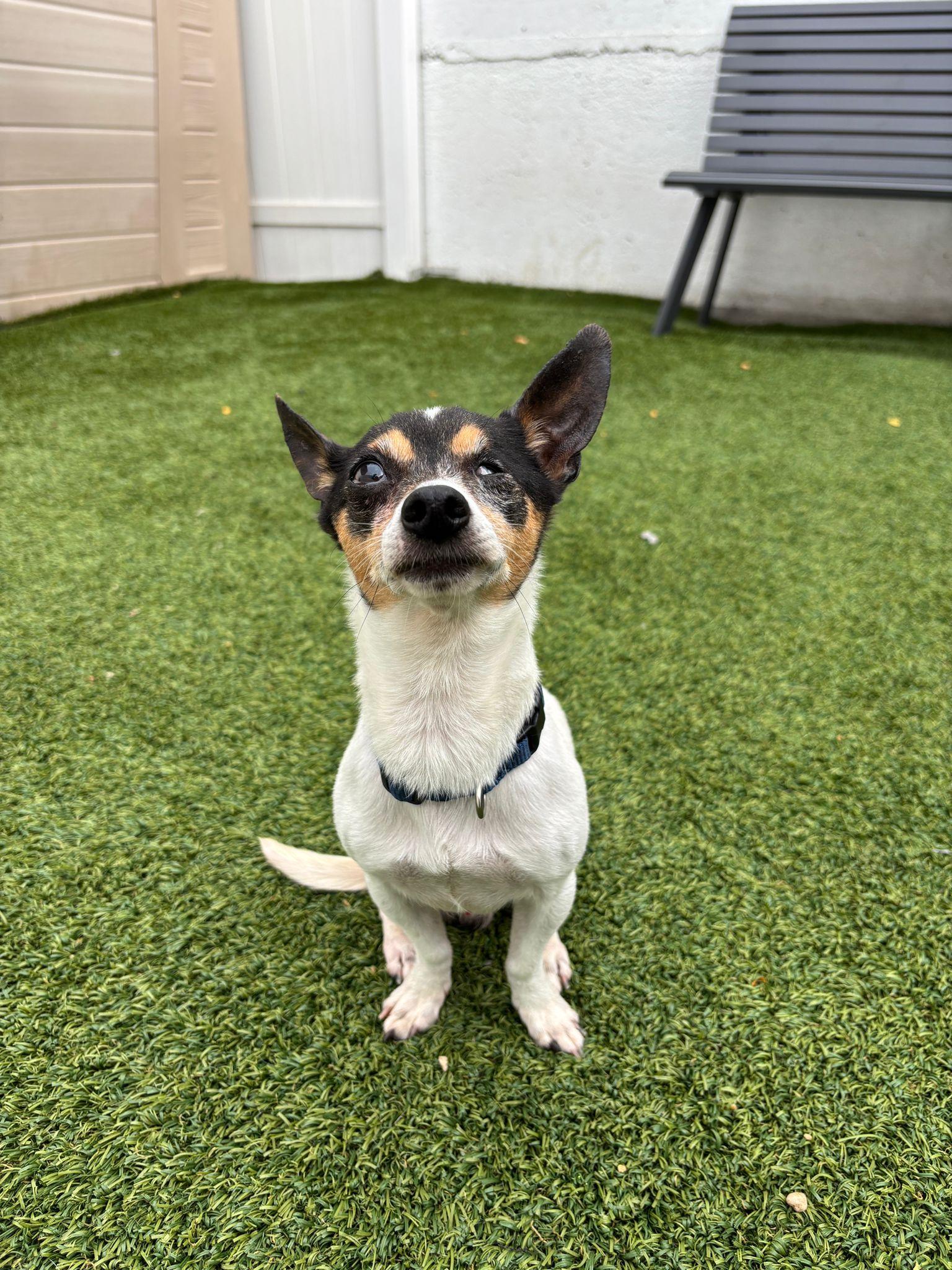 Enlarge Ziggy, a Adoptable mixed breed in Brooklyn, NY image 4/4