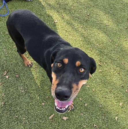 Enlarge Mulan, a Adoptable Mixed Breed in Sterling, KS image 3/3