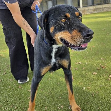 Enlarge Mulan, a Adoptable Mixed Breed in Sterling, KS image 1/3