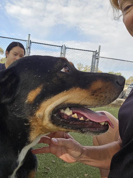 Enlarge Mulan, a Adoptable Mixed Breed in Sterling, KS image 2/3