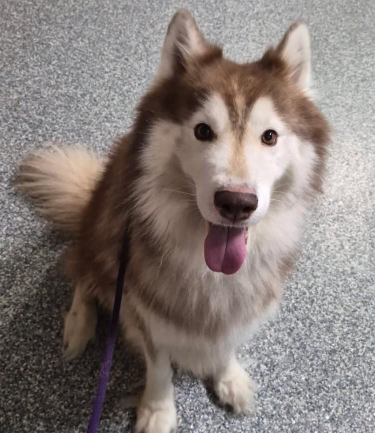Enlarge Ace, an adoptable Husky in Severn, MD image 2/5