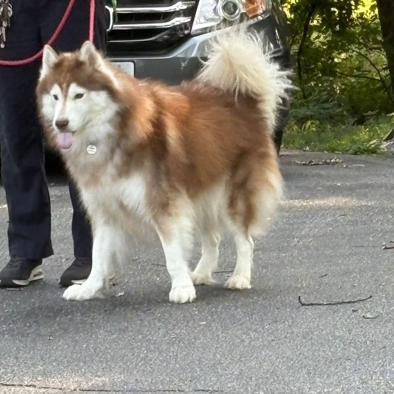 Enlarge Ace, an adoptable Husky in Severn, MD image 4/5