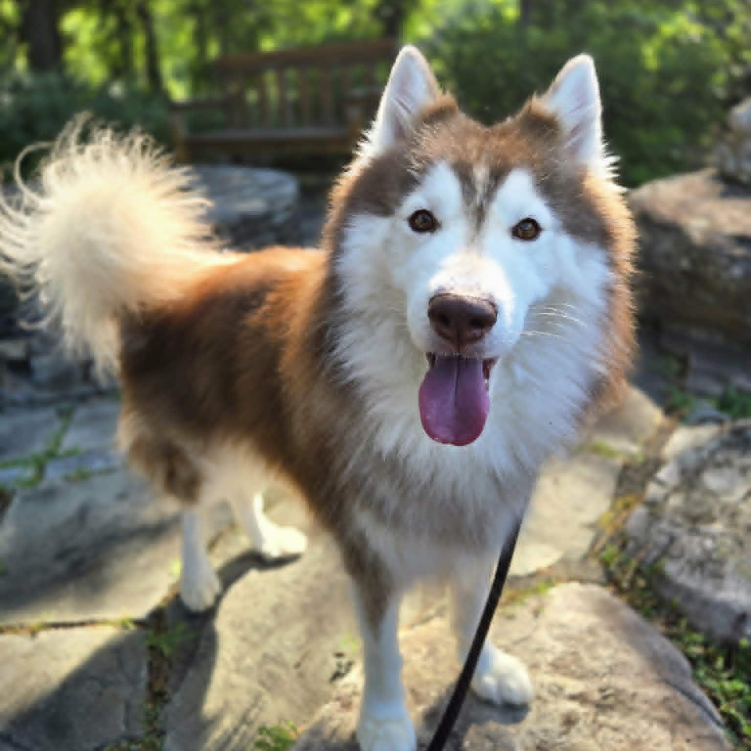 Enlarge Ace, an adoptable Husky in Severn, MD image 3/5