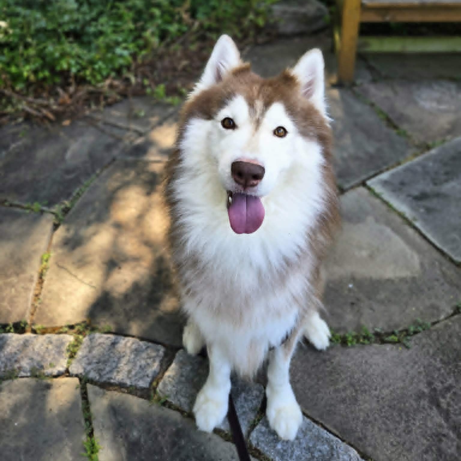 Enlarge Ace, an adoptable Husky in Severn, MD image 1/5