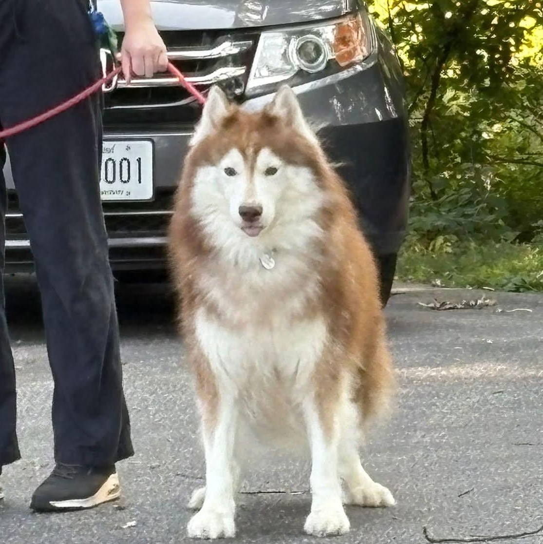 Enlarge Ace, an adoptable Husky in Severn, MD image 5/5