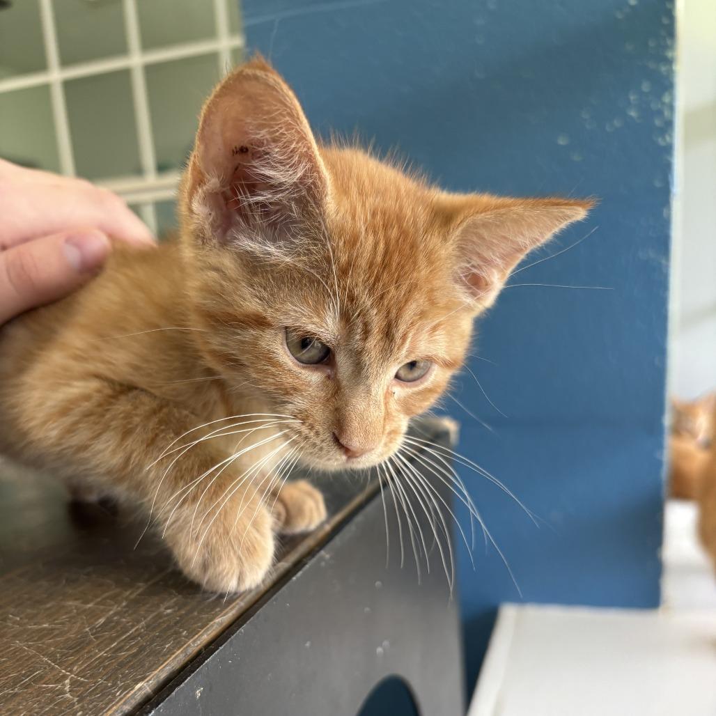 Sunscreen, Adoptable, Kitten Male Domestic Short Hair.