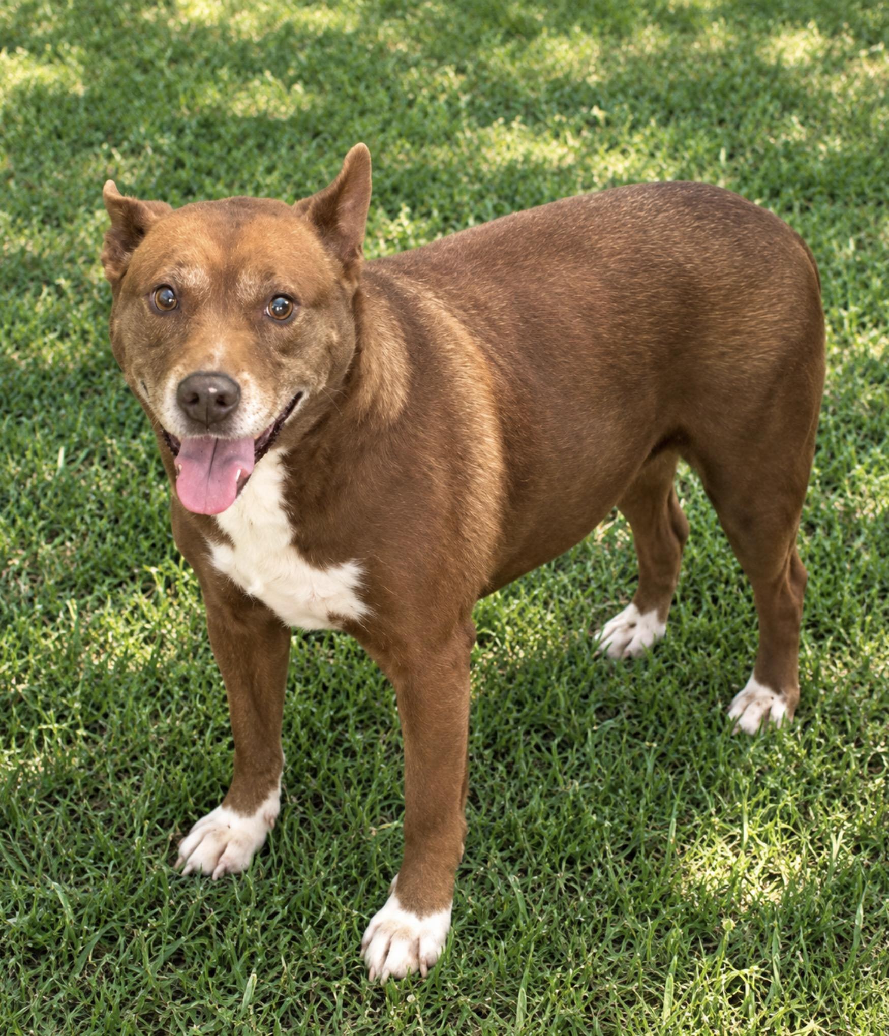 Nugget, Adoptable, Adult Female American Staffordshire Terrier.