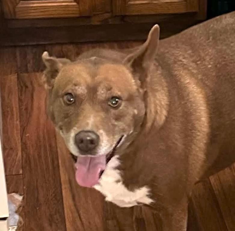 Enlarge Nugget, a Adoptable American Staffordshire Terrier in Maryville, TN image 2/2
