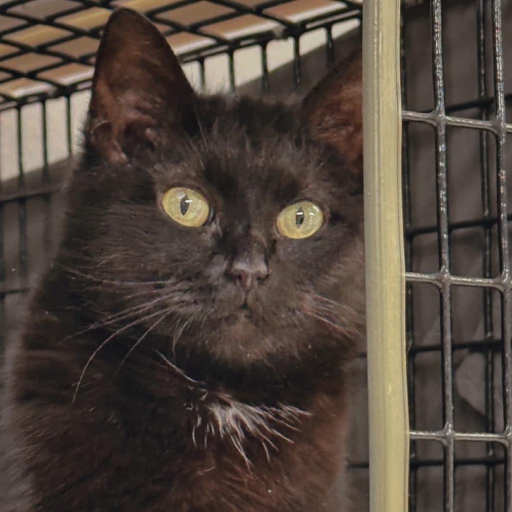 Phoenix, Adoptable, Adult Female Domestic Short Hair.