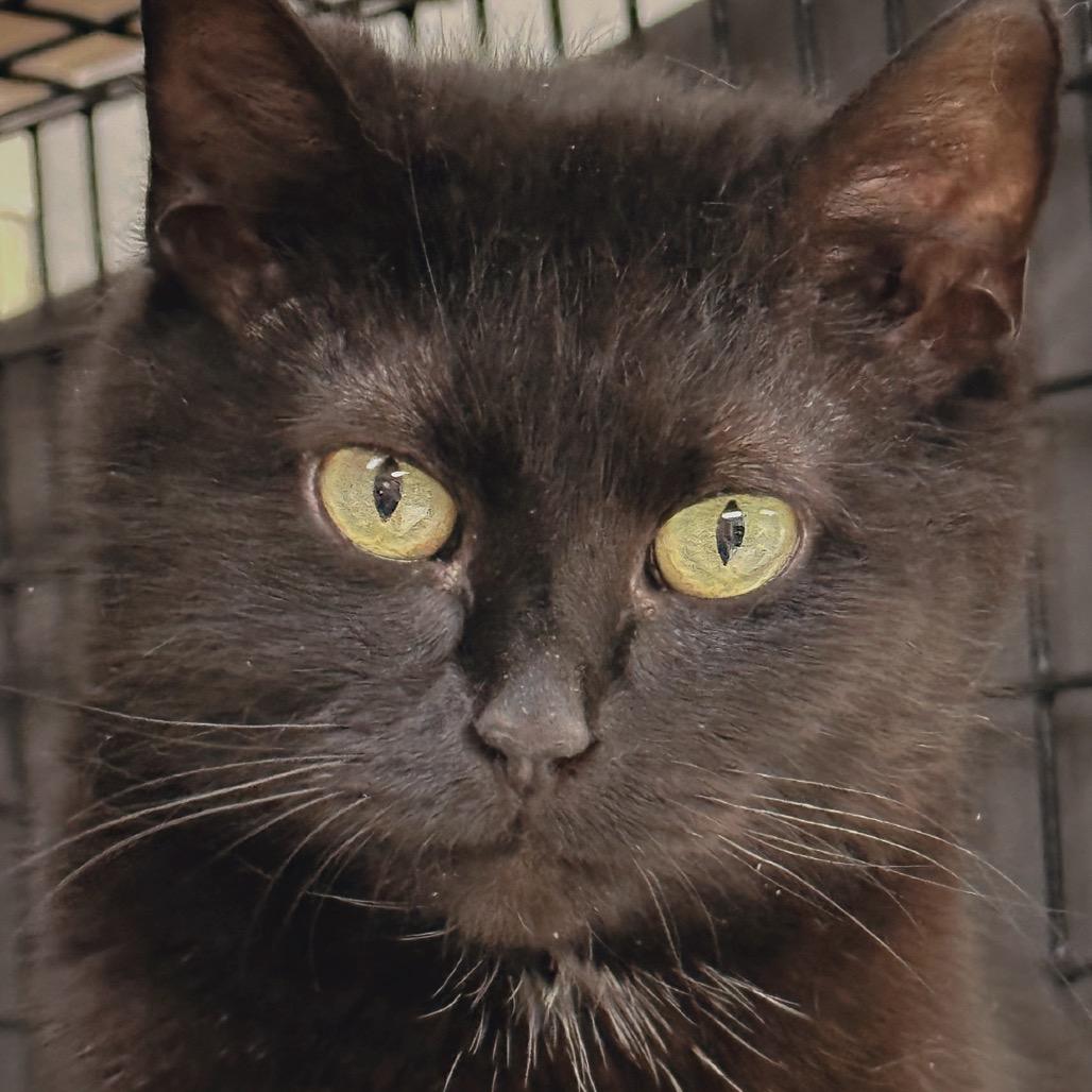 Enlarge Phoenix, a Adoptable Domestic Short Hair in Milford, IA image 2/4