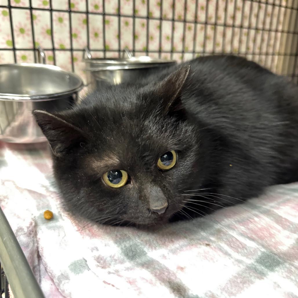 Enlarge Phoenix, a Adoptable Domestic Short Hair in Milford, IA image 3/4