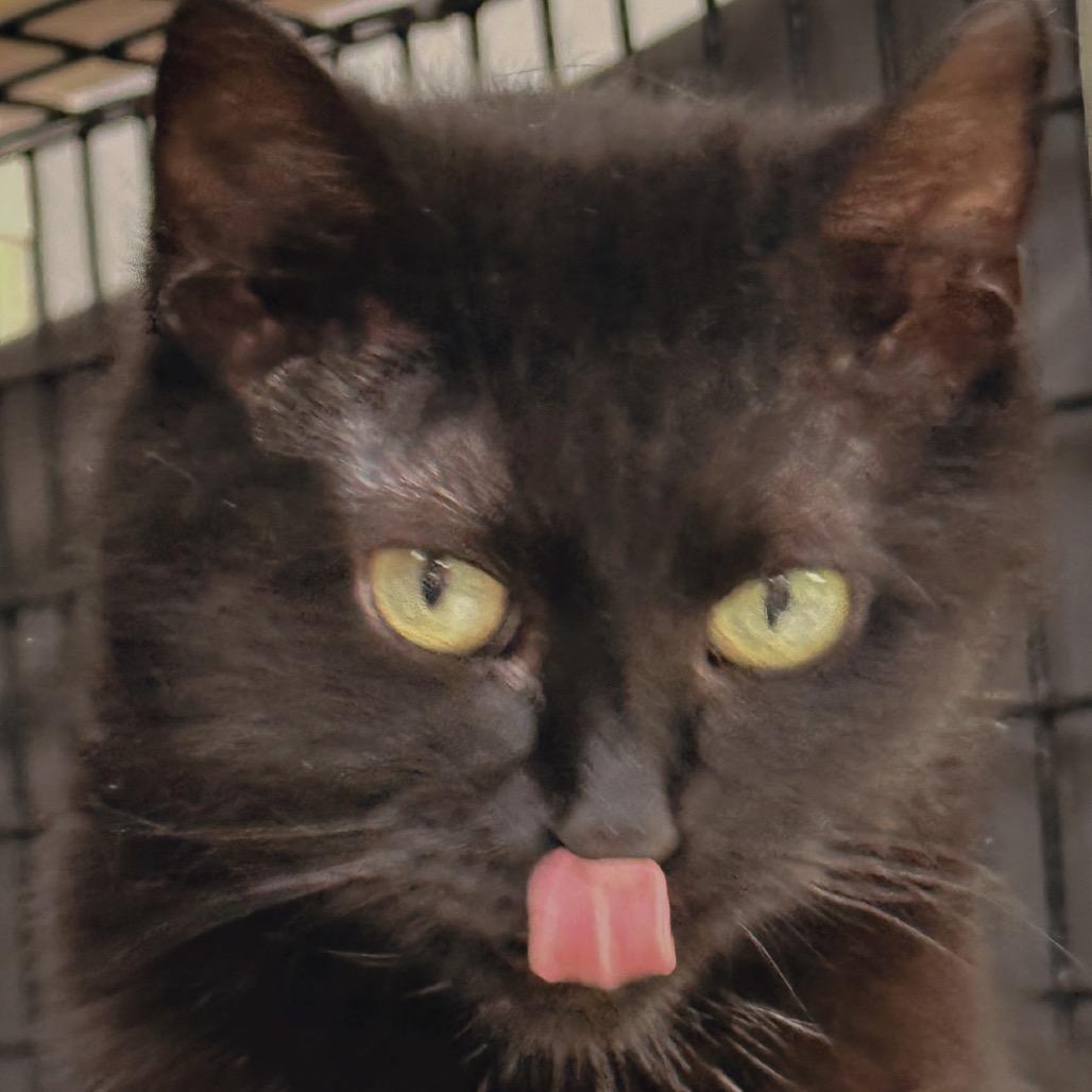 Enlarge Phoenix, a Adoptable Domestic Short Hair in Milford, IA image 4/4