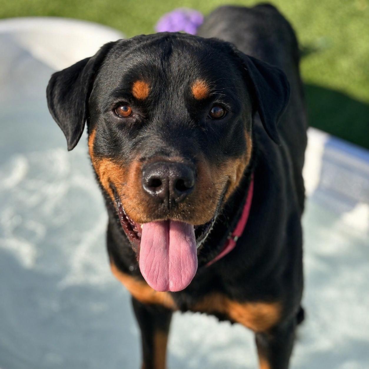 Enlarge Gus, a ADOPTABLE Rottweiler in Torrey, UT image 1/3