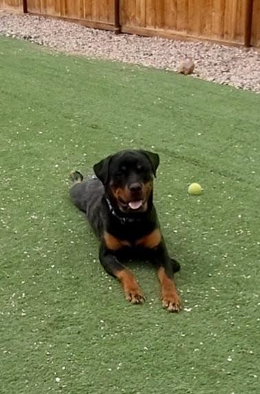 Enlarge Gus, a ADOPTABLE Rottweiler in Torrey, UT image 2/3