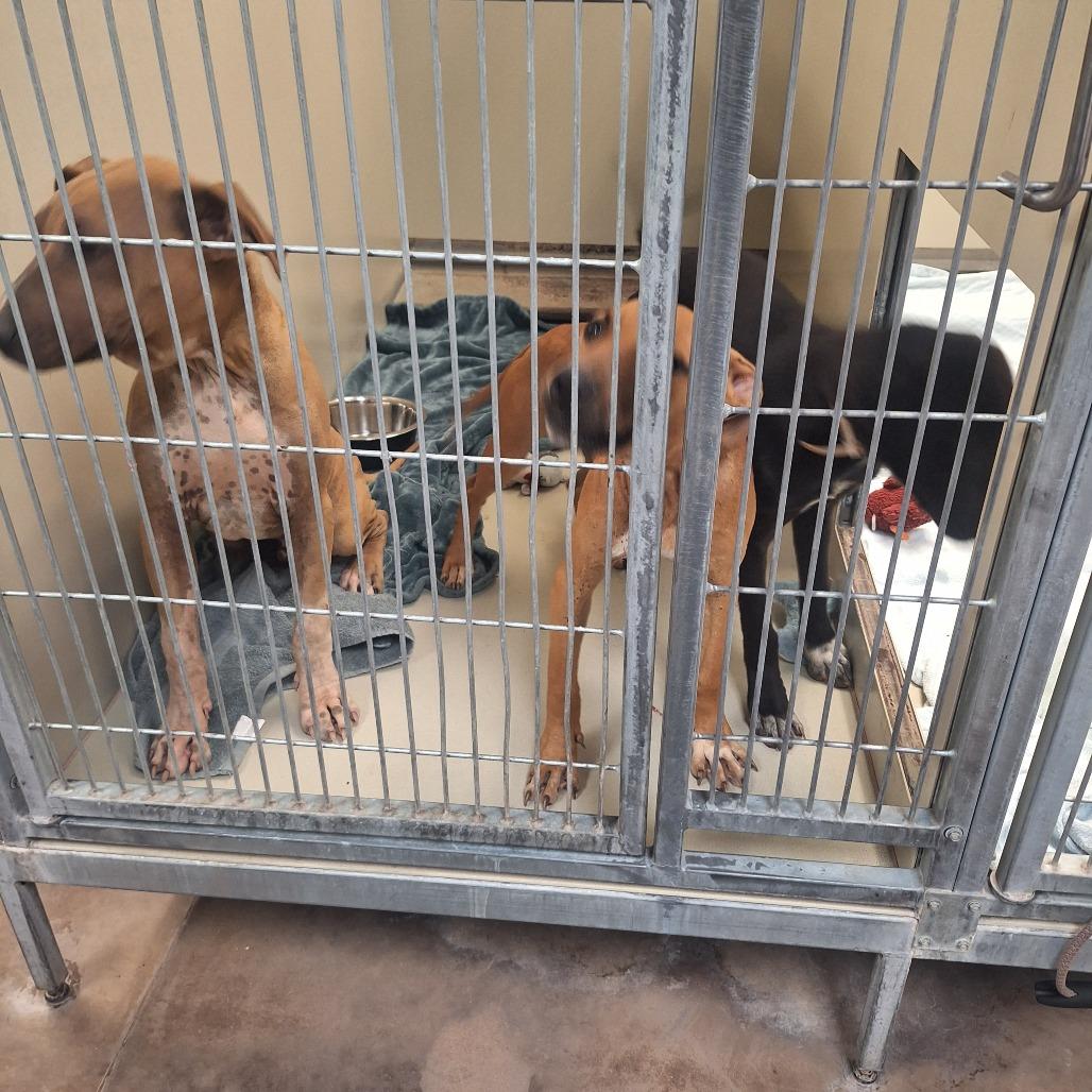 Enlarge Ducky, a Adoptable mixed breed in Flagstaff, AZ image 2/6