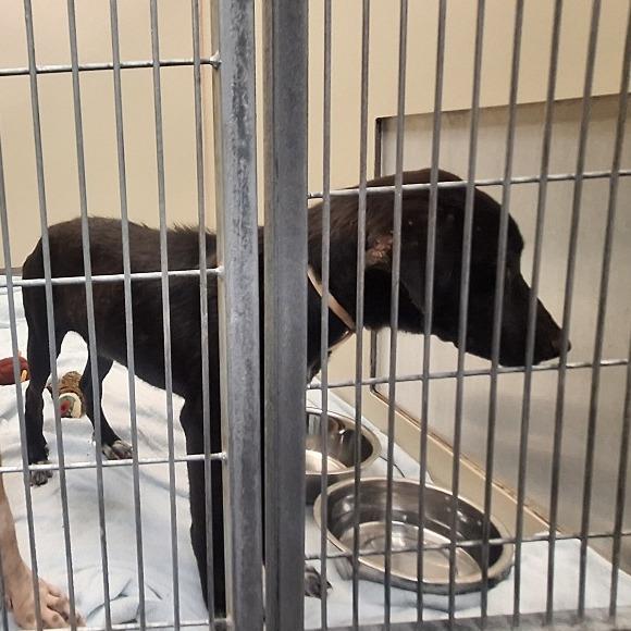 Enlarge Ducky, a Adoptable mixed breed in Flagstaff, AZ image 3/6