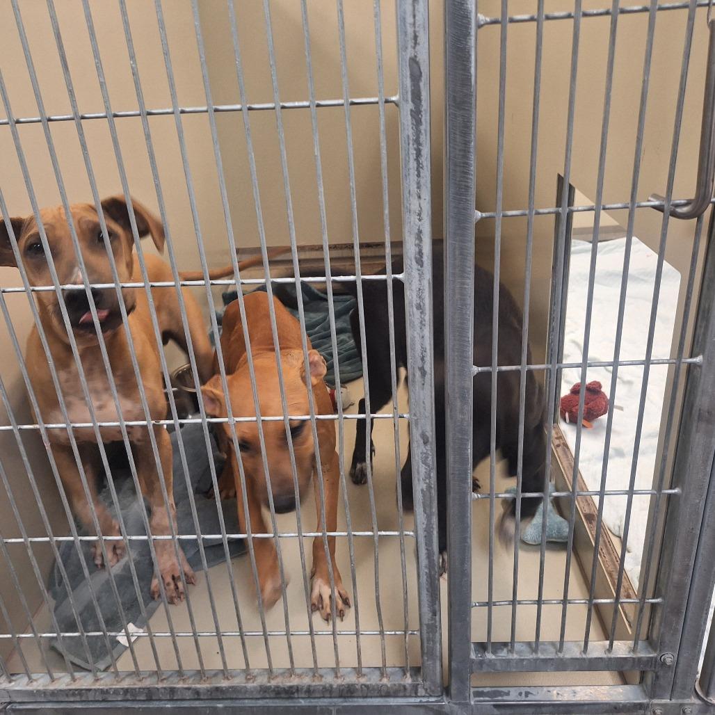 Enlarge Ducky, a Adoptable mixed breed in Flagstaff, AZ image 4/6