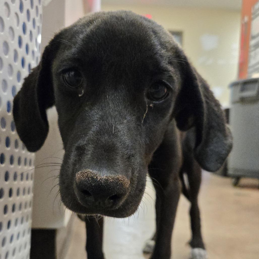 Enlarge Ducky, a Adoptable mixed breed in Flagstaff, AZ image 5/6