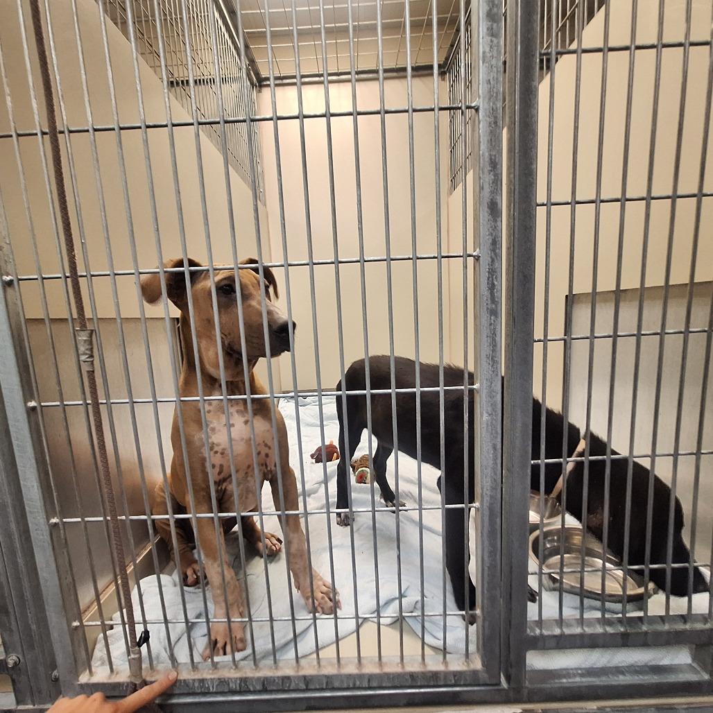 Enlarge Ducky, a Adoptable mixed breed in Flagstaff, AZ image 6/6