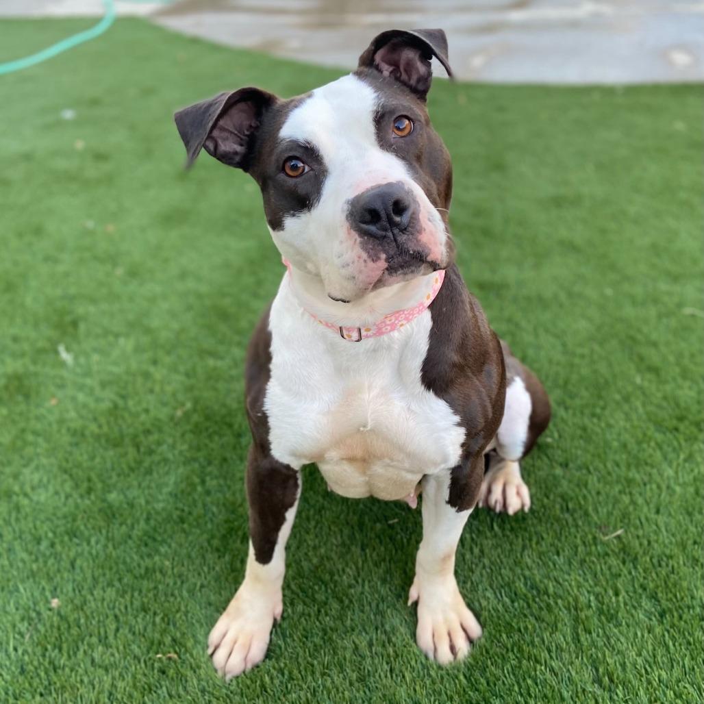 Missy, a Adoptable Pit Bull Terrier in Turlock, CA image 1/6