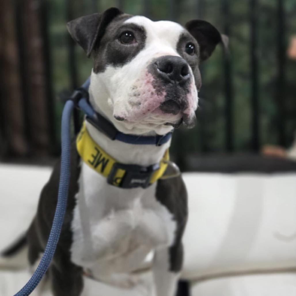 Missy, a Adoptable Pit Bull Terrier in Turlock, CA image 2/6