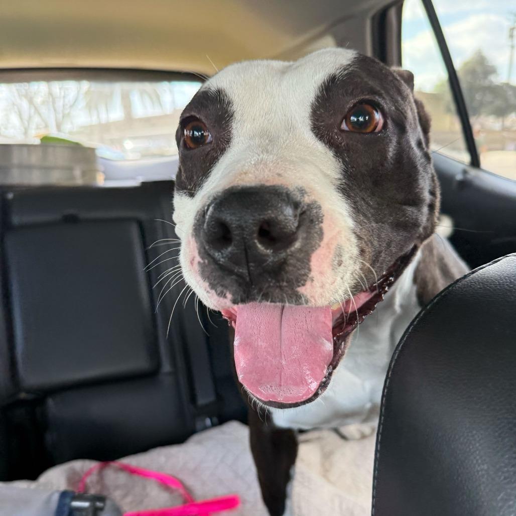 Missy, a Adoptable Pit Bull Terrier in Turlock, CA image 3/6